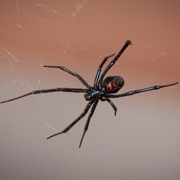 Pest Control for Black Widow Spiders
