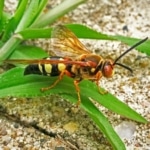 Cicada Killer Pest Control