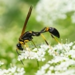 Mud Dauber Pest Control