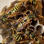 Pest Control for Paper Wasps