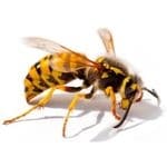 Pest Control for Wasps