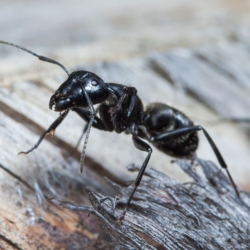 Pest Control for Ants