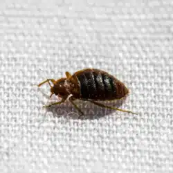 Pest Control for Bed Bugs