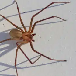 Pest Control for Brown Recluse Spiders