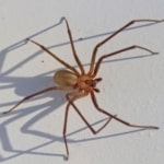 Pest Control for Brown Recluse