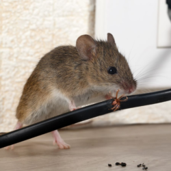 Pest Control for Mice and Rats