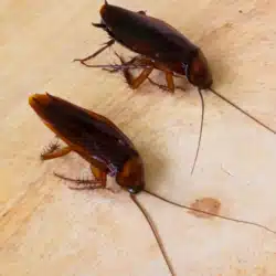 Pest Control for Roaches