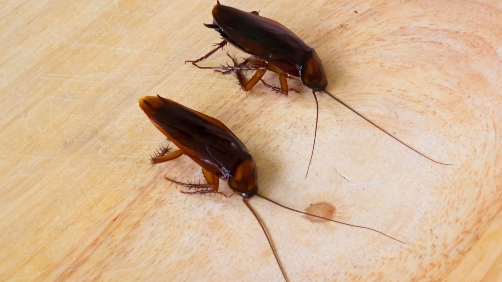 Roaches