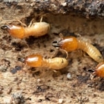 Pest Control for Termites