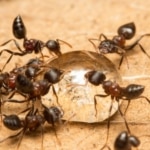 Pest Control for Acrobat Ants