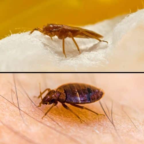 Adult and Juvenile Bed Bugs