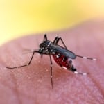 Pest Control for Aedes Mosquito