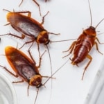 Pest Control for American Cockroaches