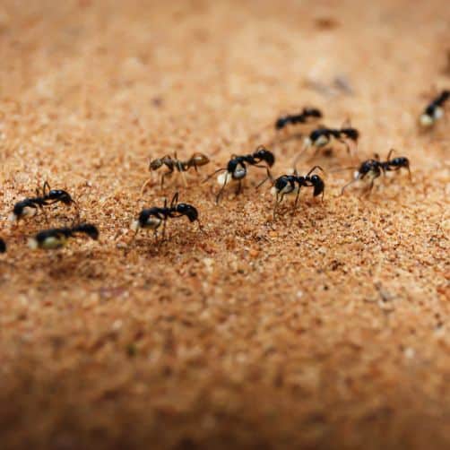 Pest Control of Ants Marching