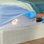 Bed Bug Infestation