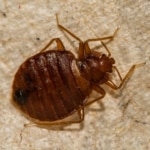 Pest Control for Bed Bugs