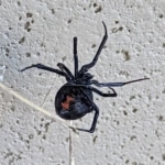 Pest Control for Black Widows