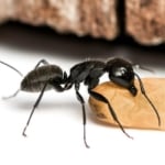 Pest Control for Carpenter Ants