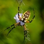 Pest Control for Orb Weaving Garden Spiders