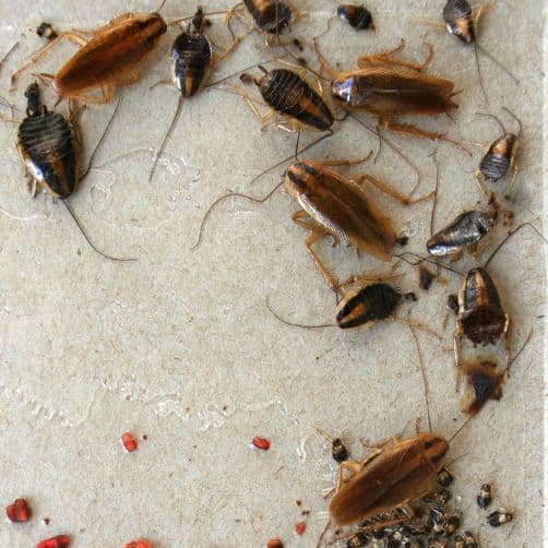 Pest Control for Roaches in All Life Stages