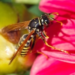 Pest Control for Wasps and Hornets