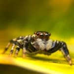 Pest Control for Jumping Spiders