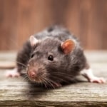 Pest Control for Rats