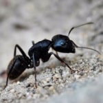 Pest Control for Odorous House Ants