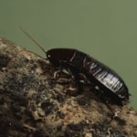 Pest Control for Oriental Roaches