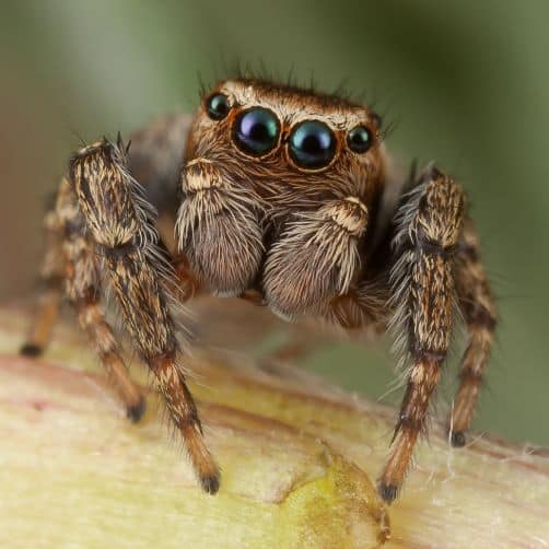 Pest Control for Spiders in Kansas