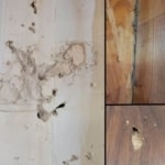 Termite Damage