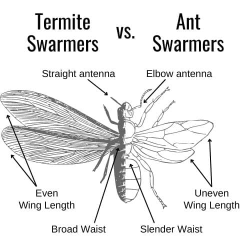 Termite vs Ant Swarmers