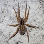 Pest Control for Wolf Spiders